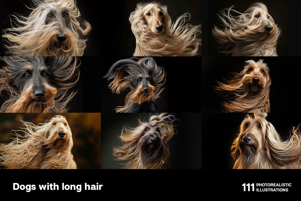 Dogs with long hair 2