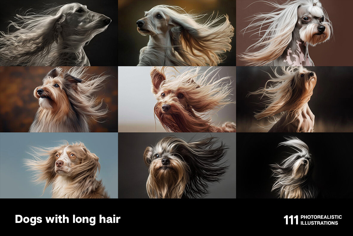 Dogs with long hair 4