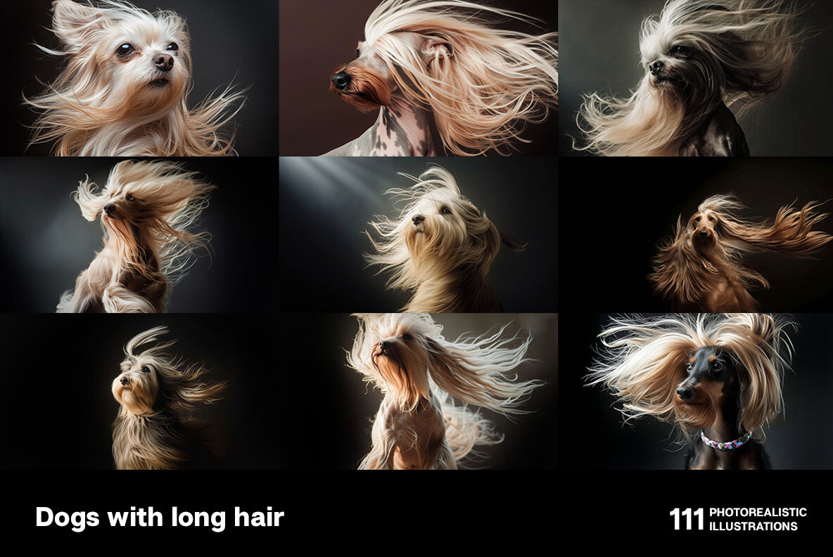 Dogs with long hair 6