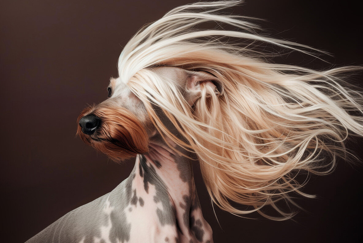 Dogs with long hair 11