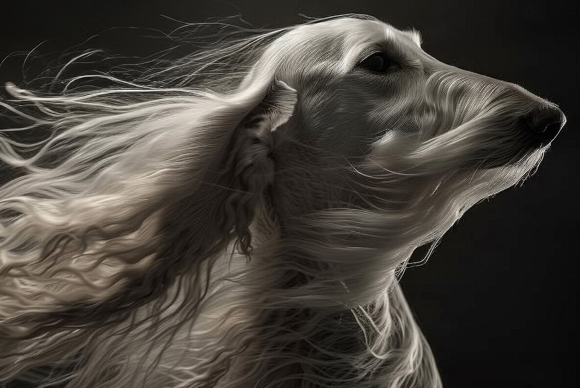 Dogs with long hair 12