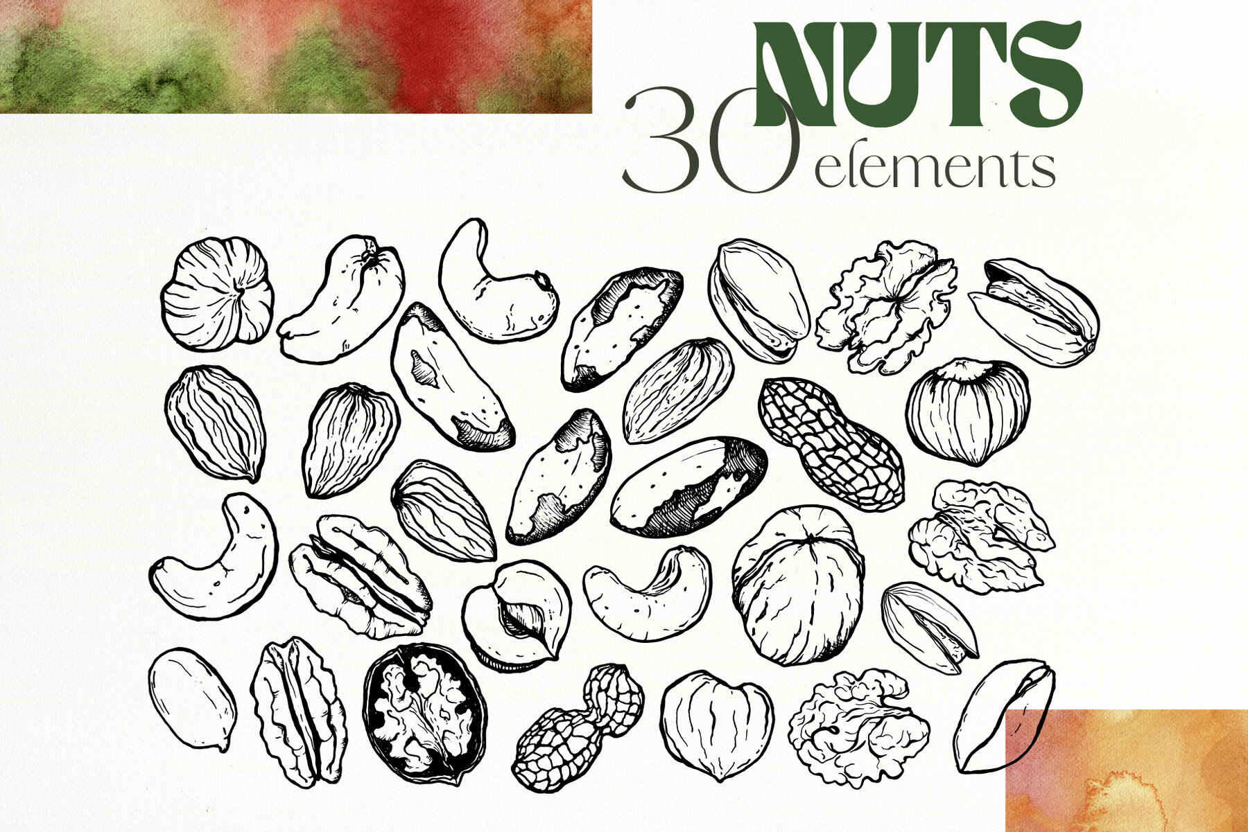 Nuts Illustrations 4