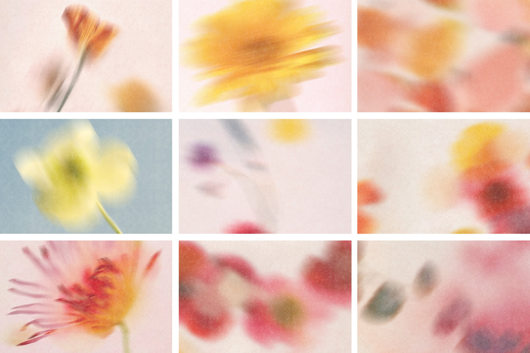 The Blurry Flowers 8