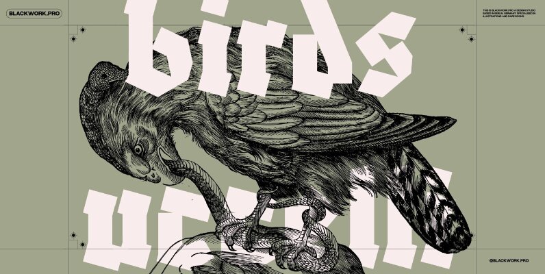 Birds of the World Illustrations