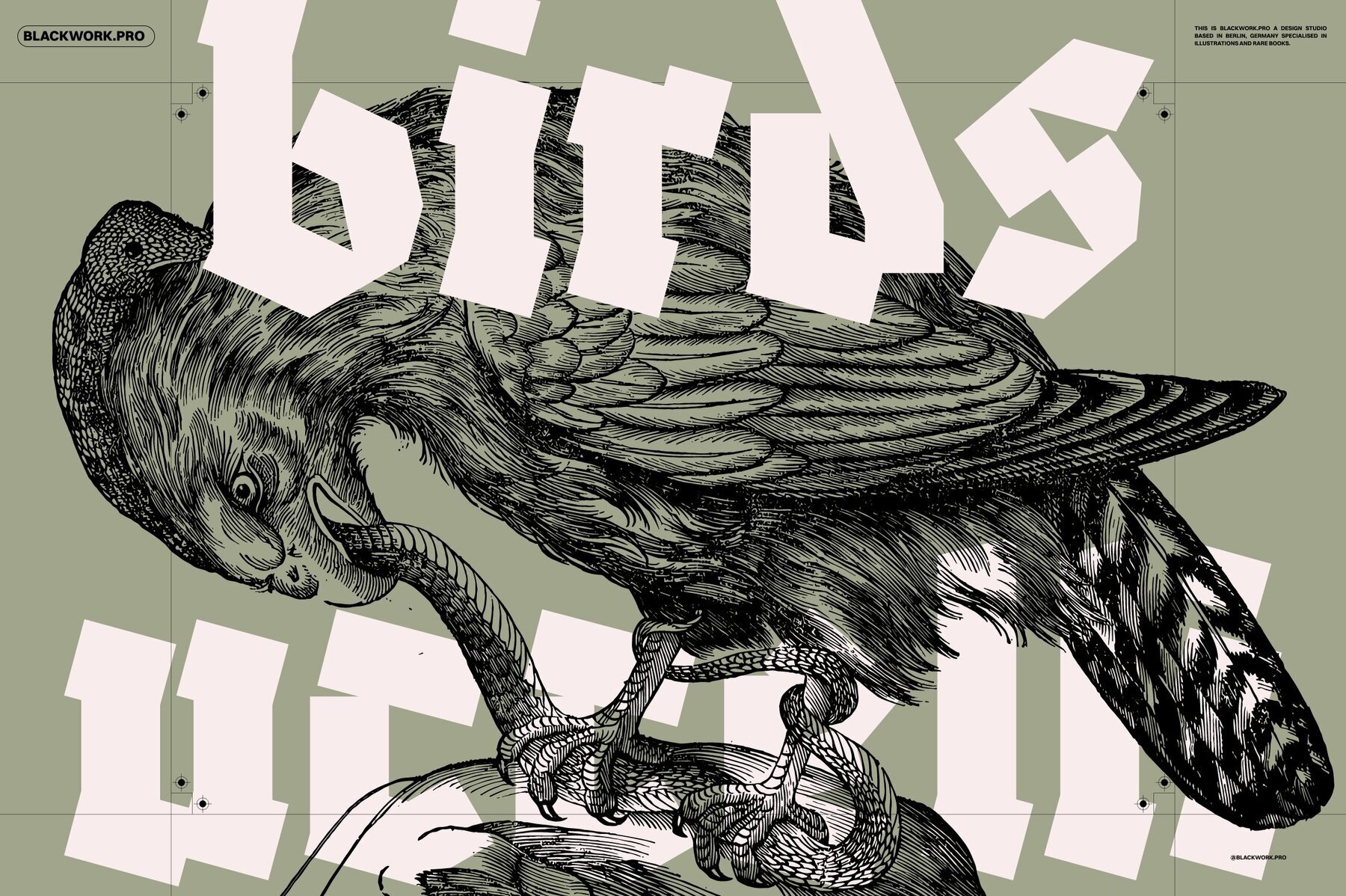 Birds of the World Illustrations 1