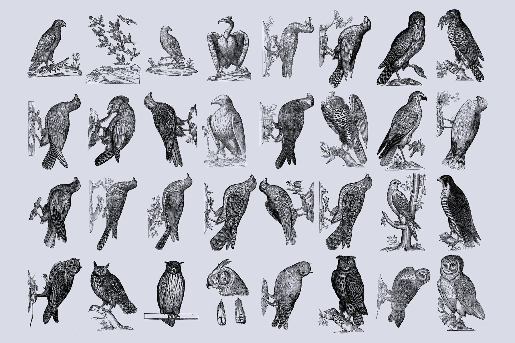 Birds of the World Illustrations 2