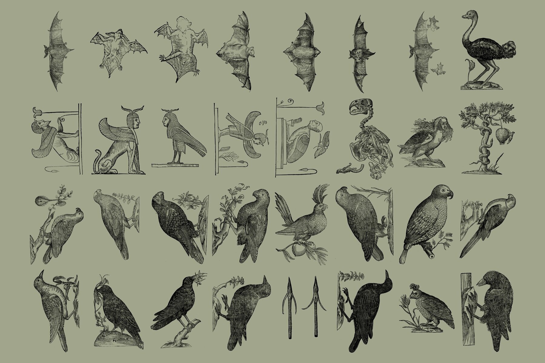 Birds of the World Illustrations 3