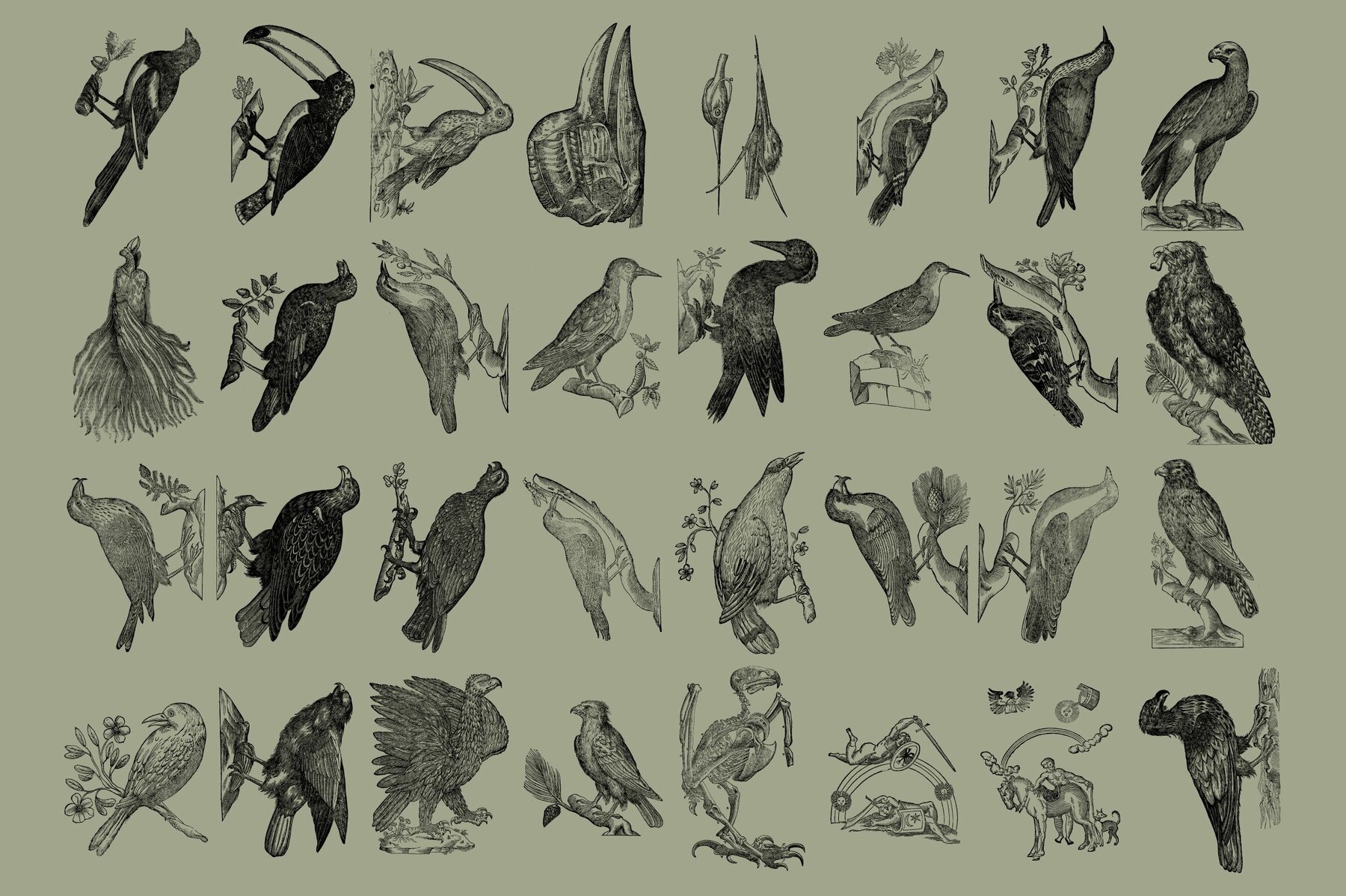 Birds of the World Illustrations 4