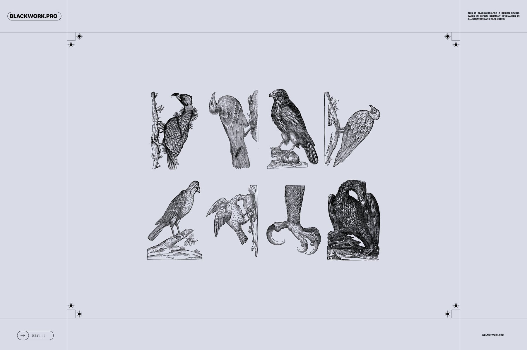 Birds of the World Illustrations 5