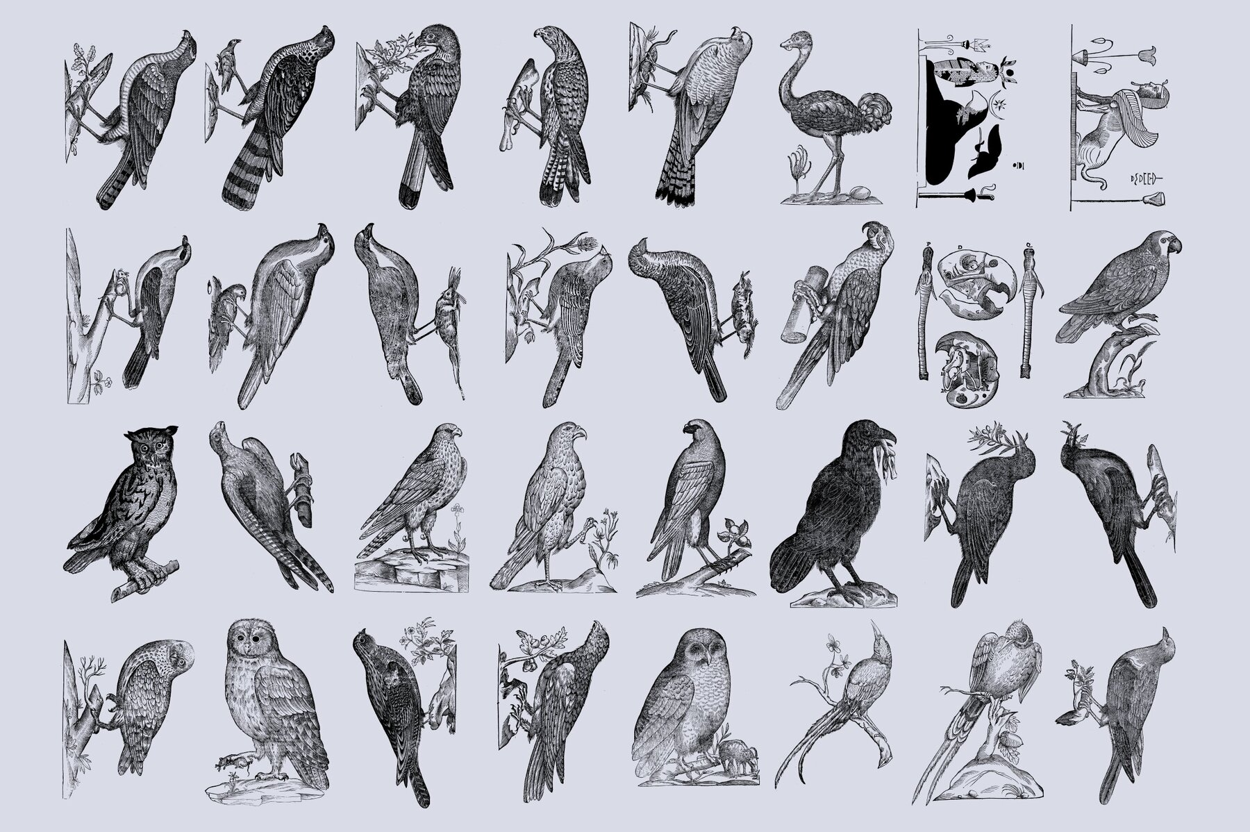 Birds of the World Illustrations 8
