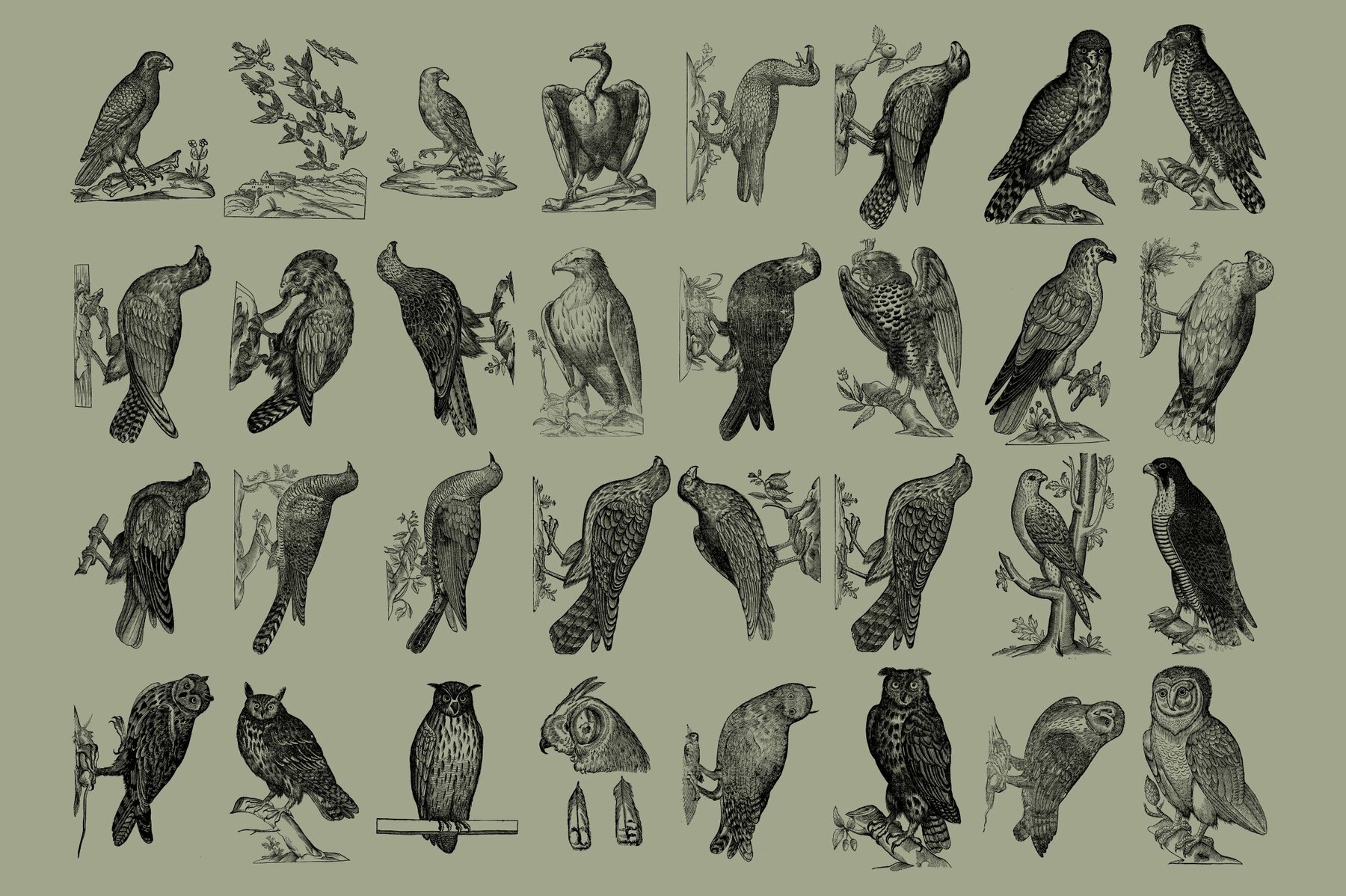 Birds of the World Illustrations 9