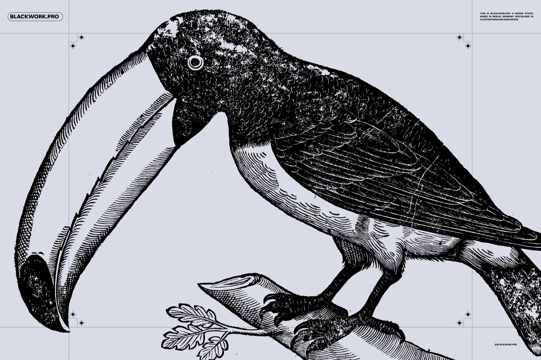 Birds of the World Illustrations 10