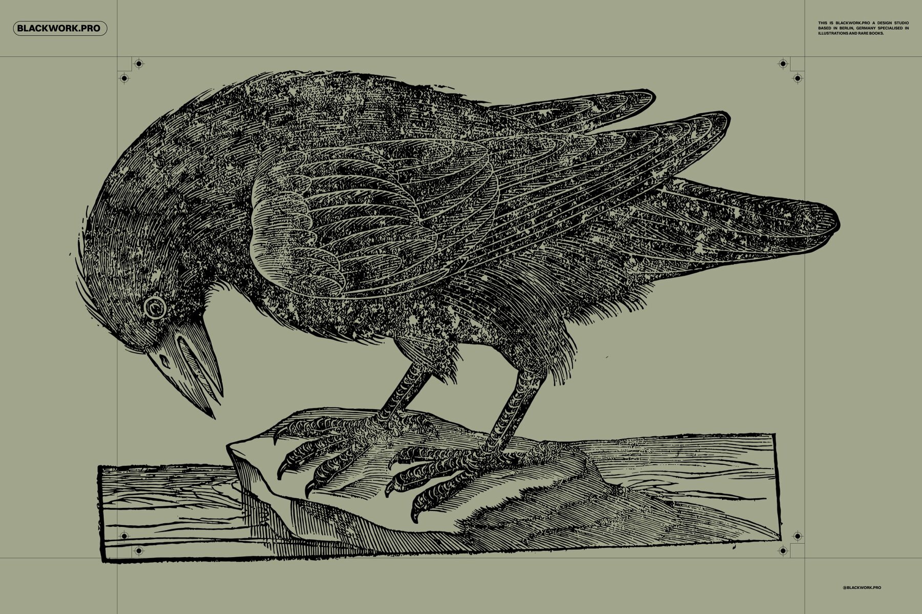 Birds of the World Illustrations 11