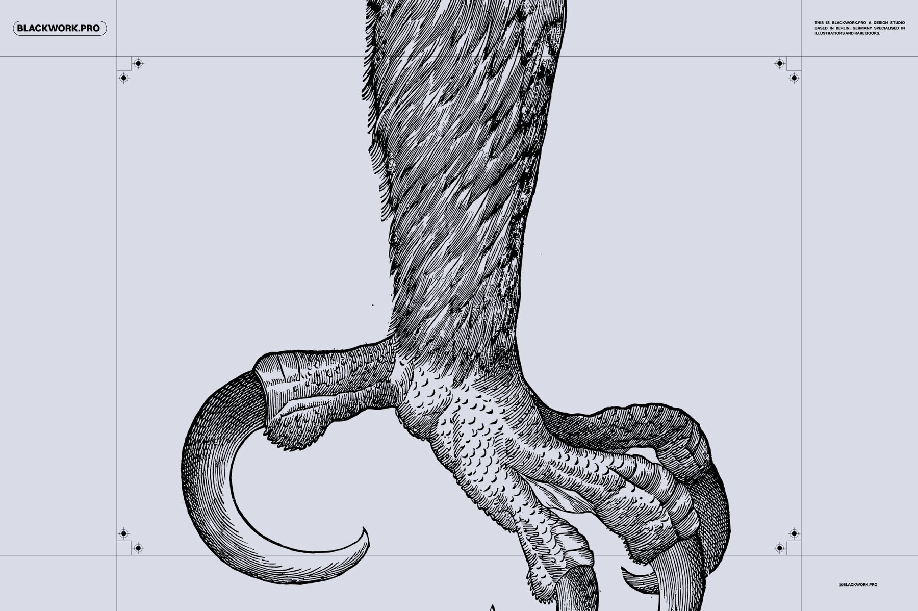 Birds of the World Illustrations 12