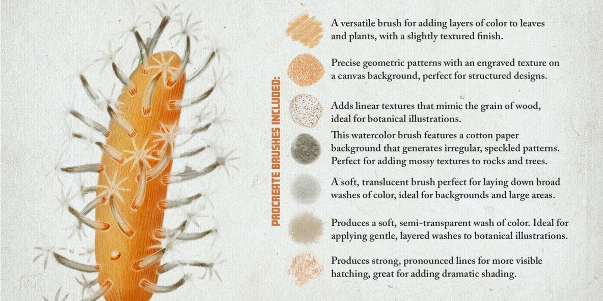 Hand Colored Engraving Procreate Kit 4