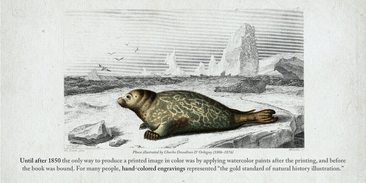 Hand Colored Engraving Procreate Kit 8