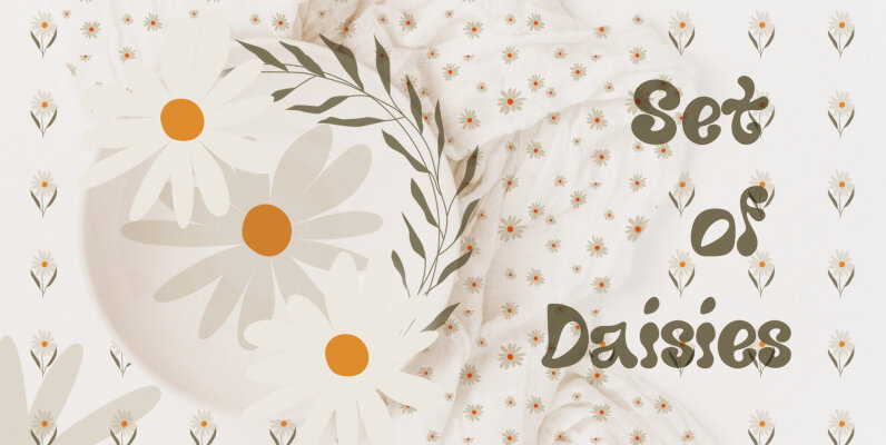 Set of daisies flowers