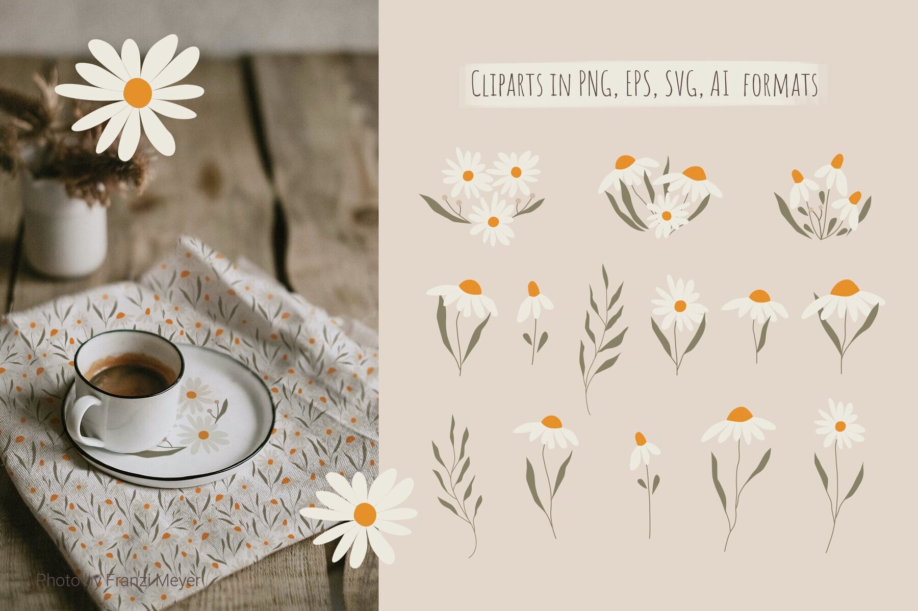 Set of daisies flowers 2