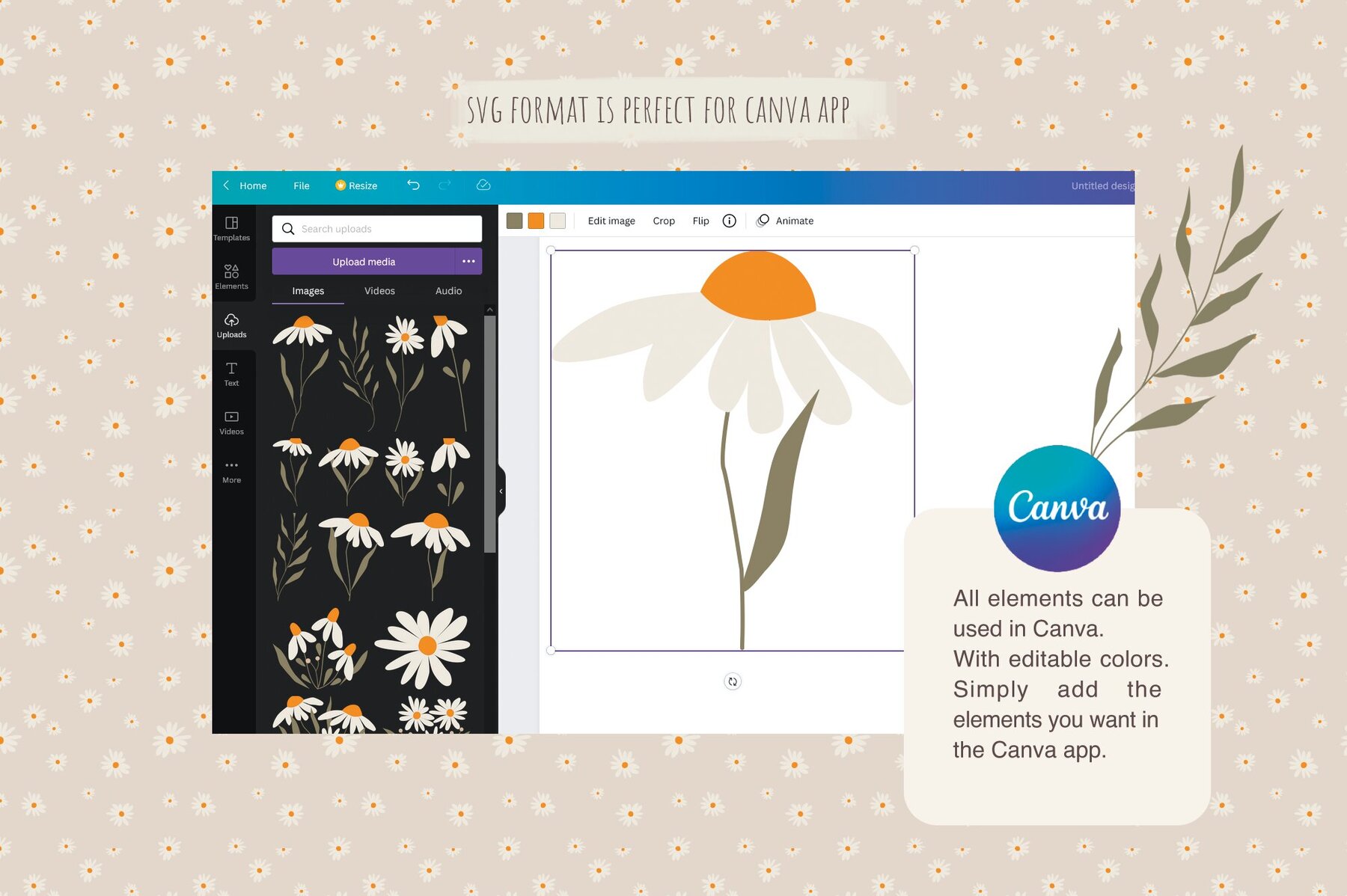 Set of daisies flowers 6