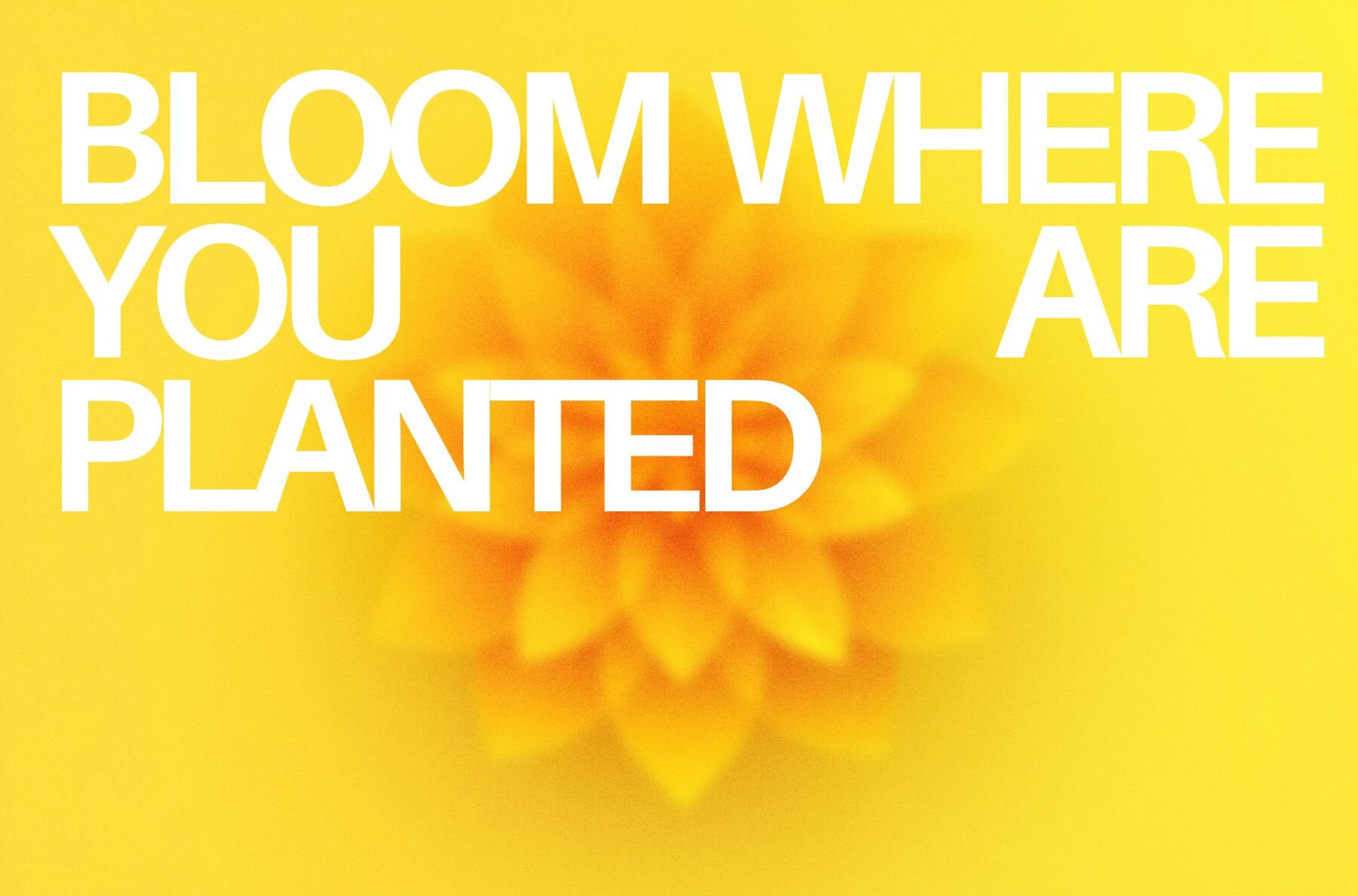 30 Exotic Botanical Gradient Textures 11