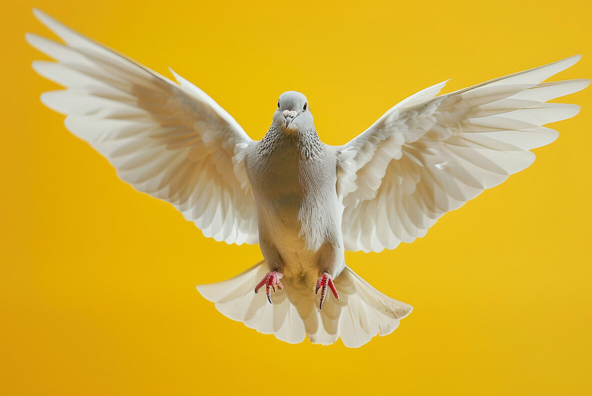 Dove 4