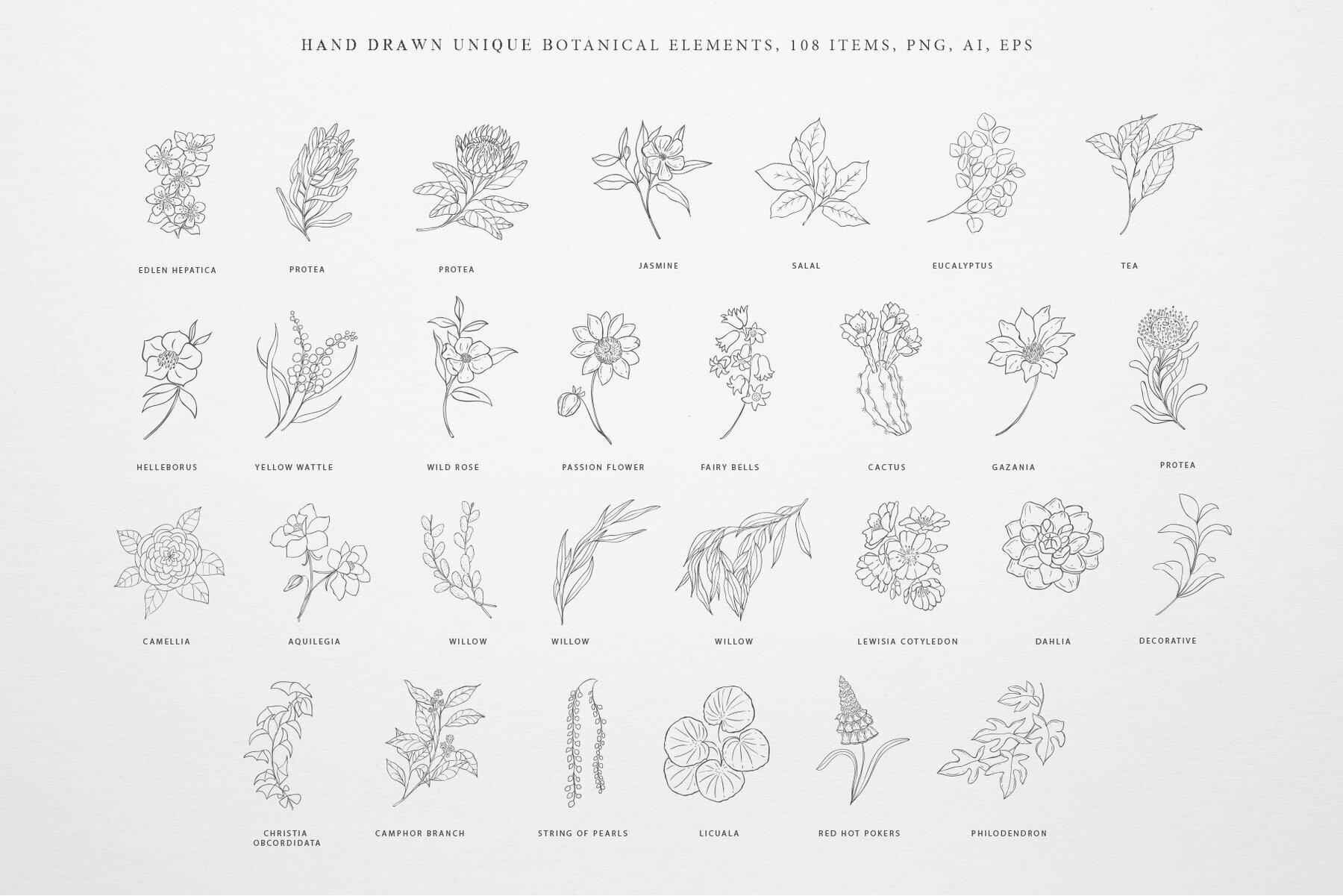 Botany and Moon Hand Drawn Line Art 3