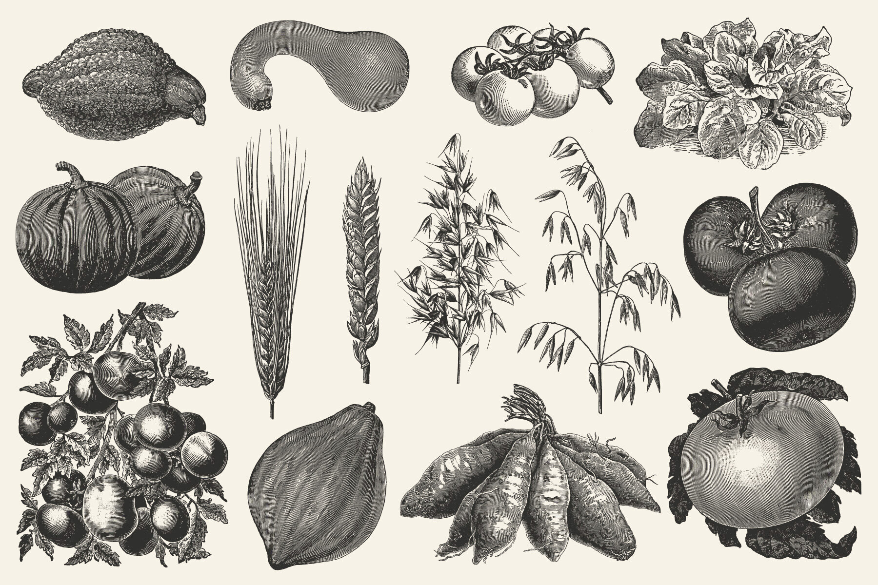 220 Vintage Vegetable Illustrations 2
