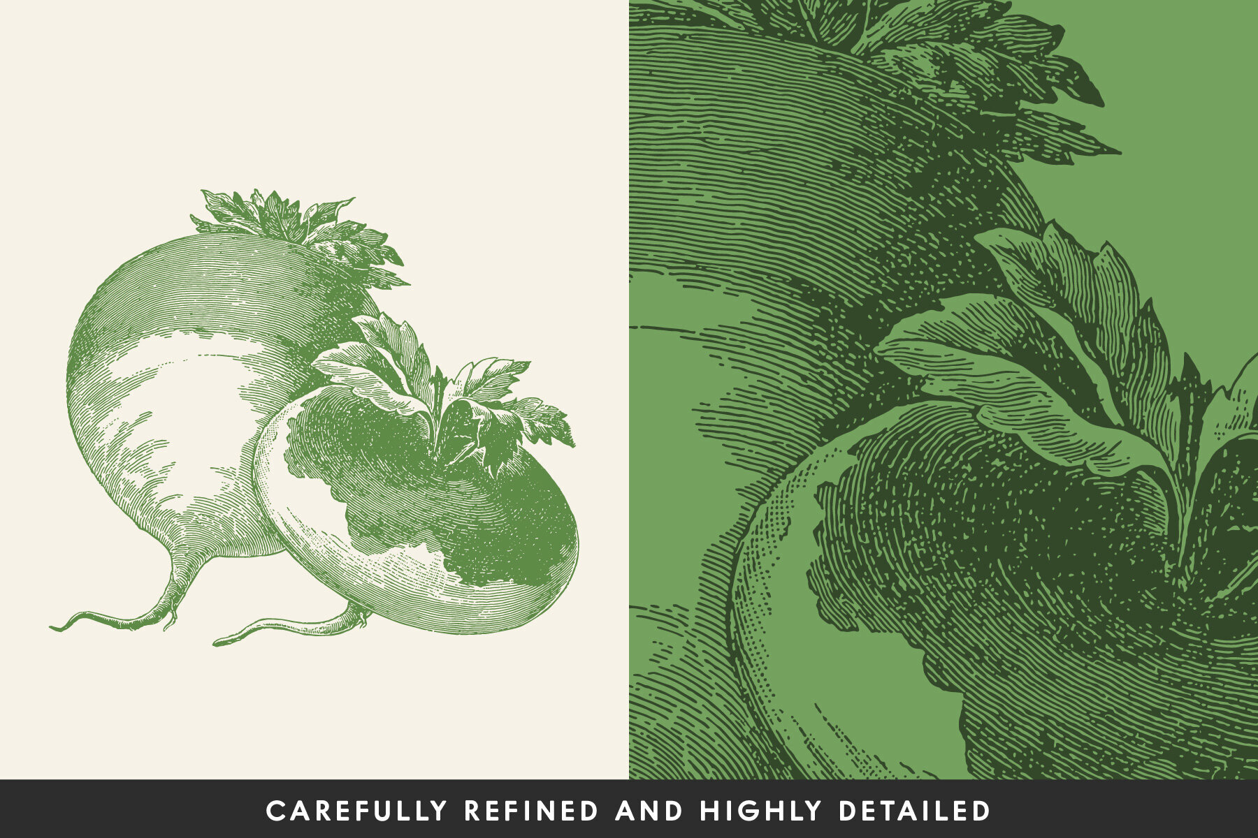 220 Vintage Vegetable Illustrations 3