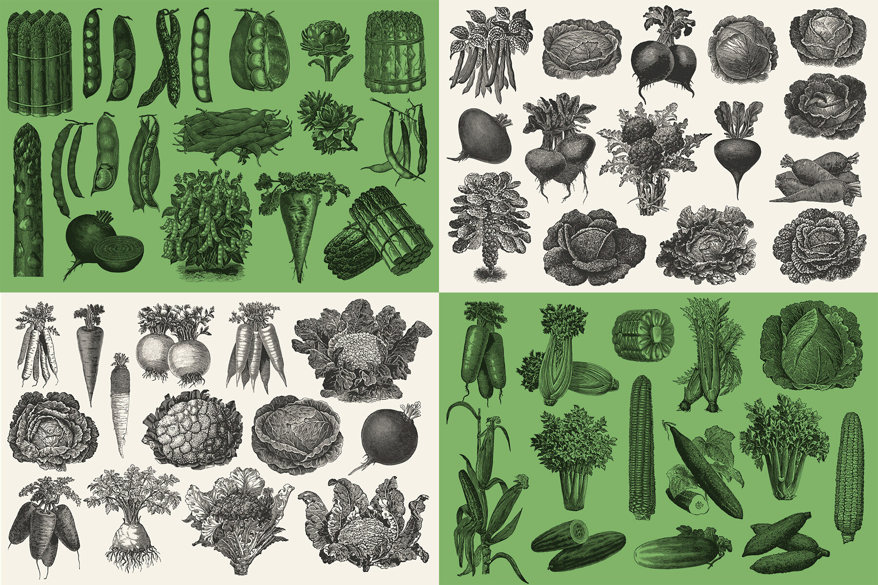 220 Vintage Vegetable Illustrations 4