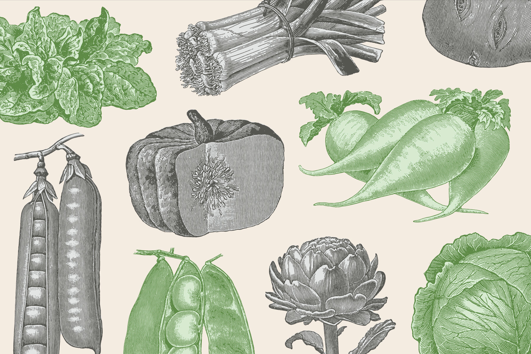 220 Vintage Vegetable Illustrations 6