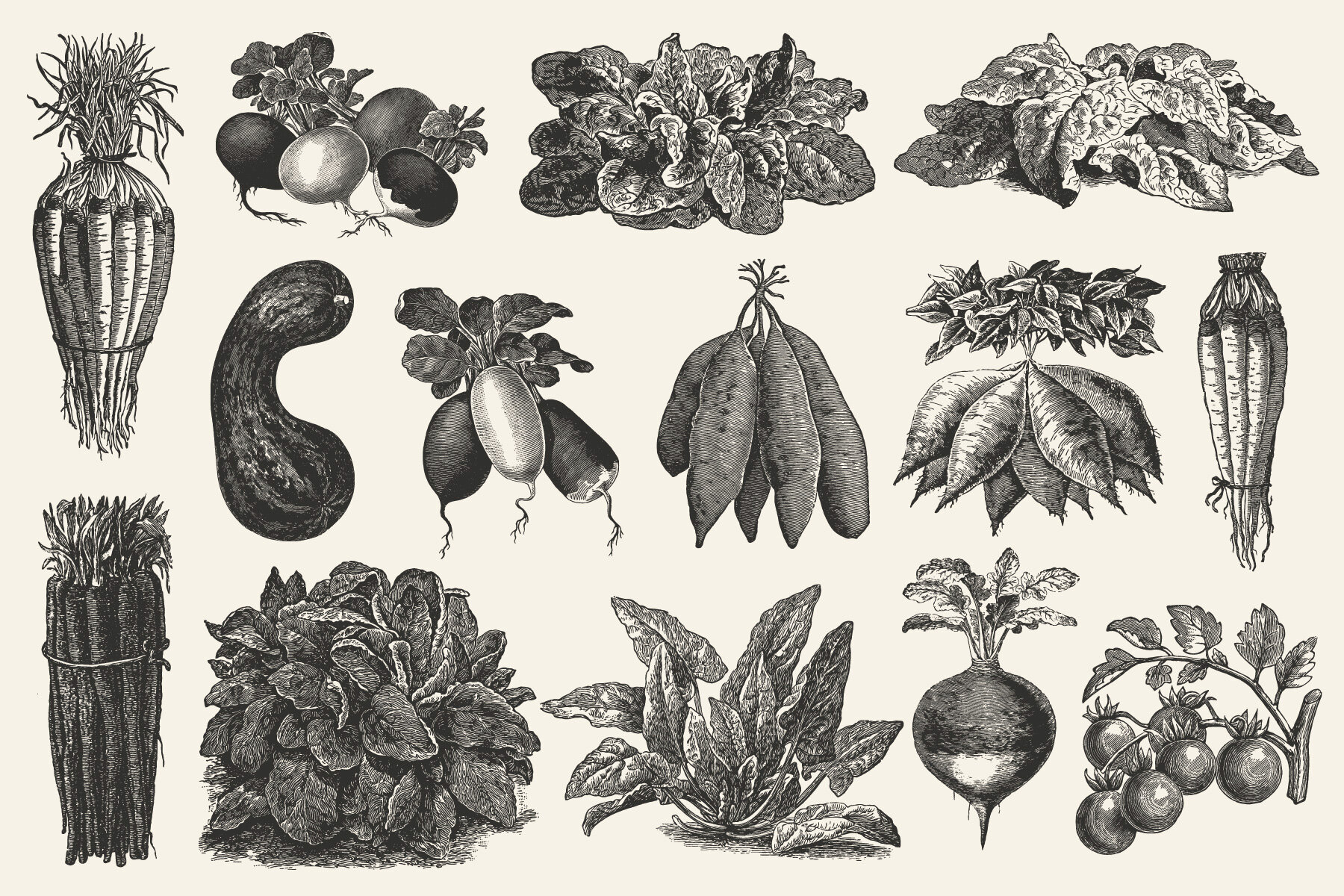 220 Vintage Vegetable Illustrations 7