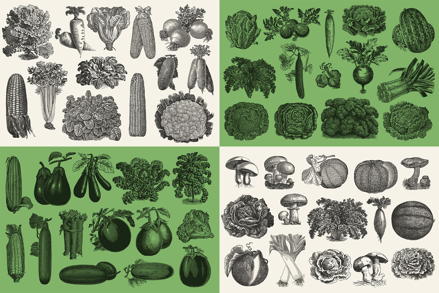 220 Vintage Vegetable Illustrations 9