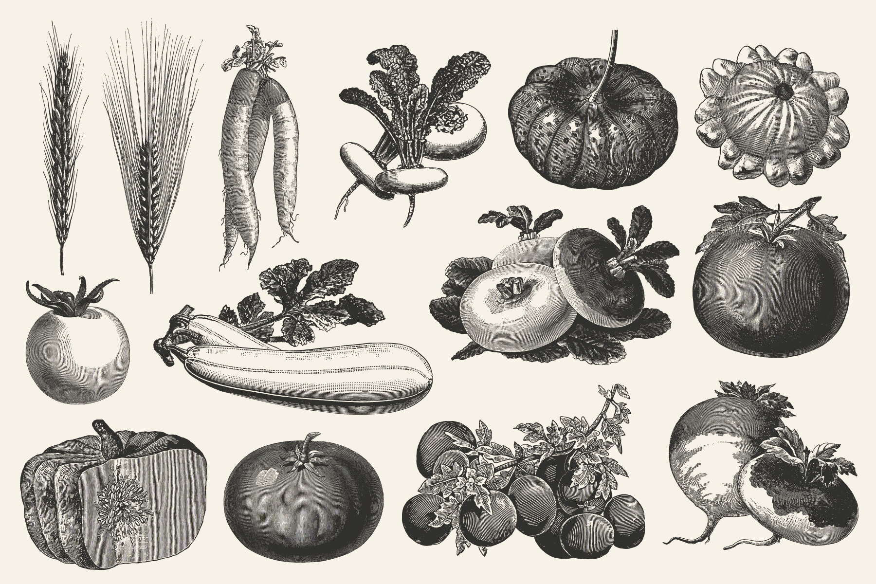 220 Vintage Vegetable Illustrations 12