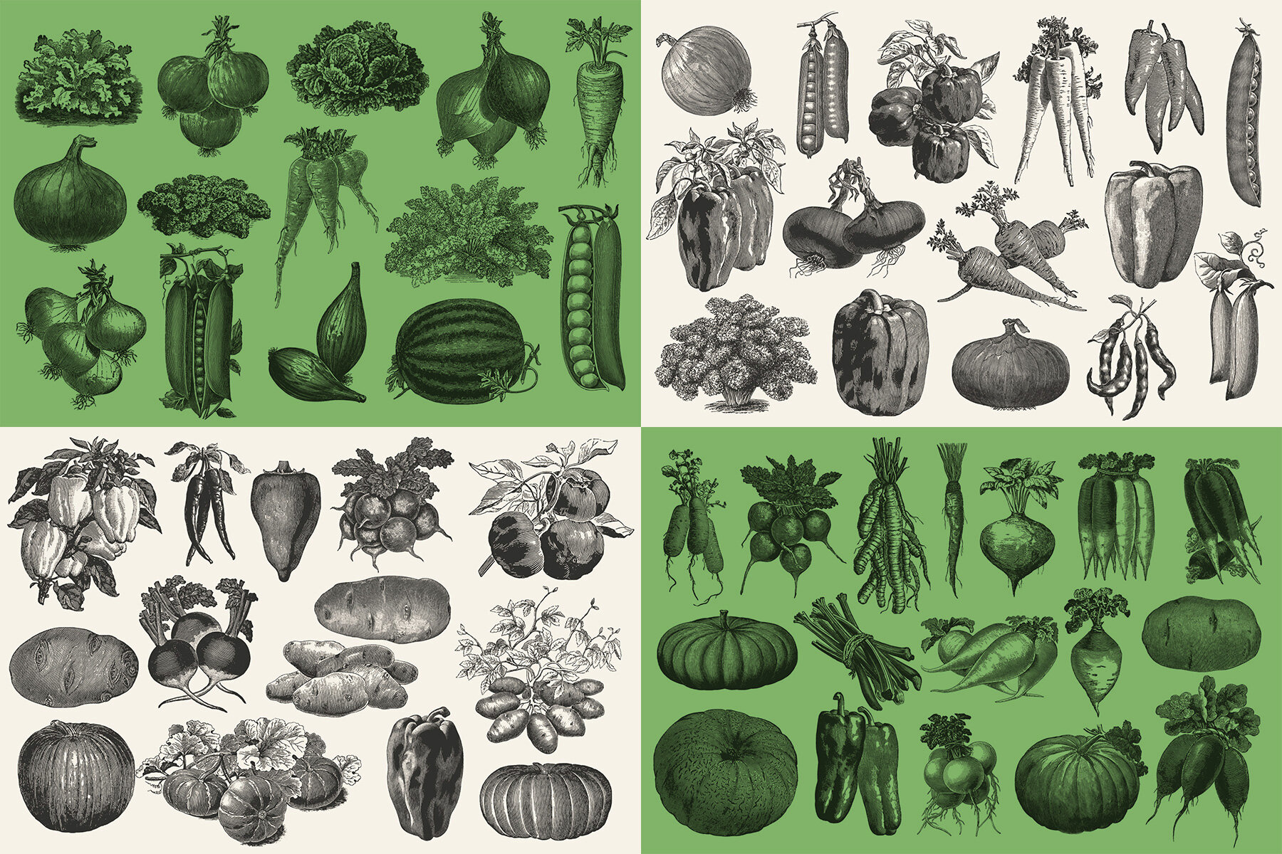 220 Vintage Vegetable Illustrations 14