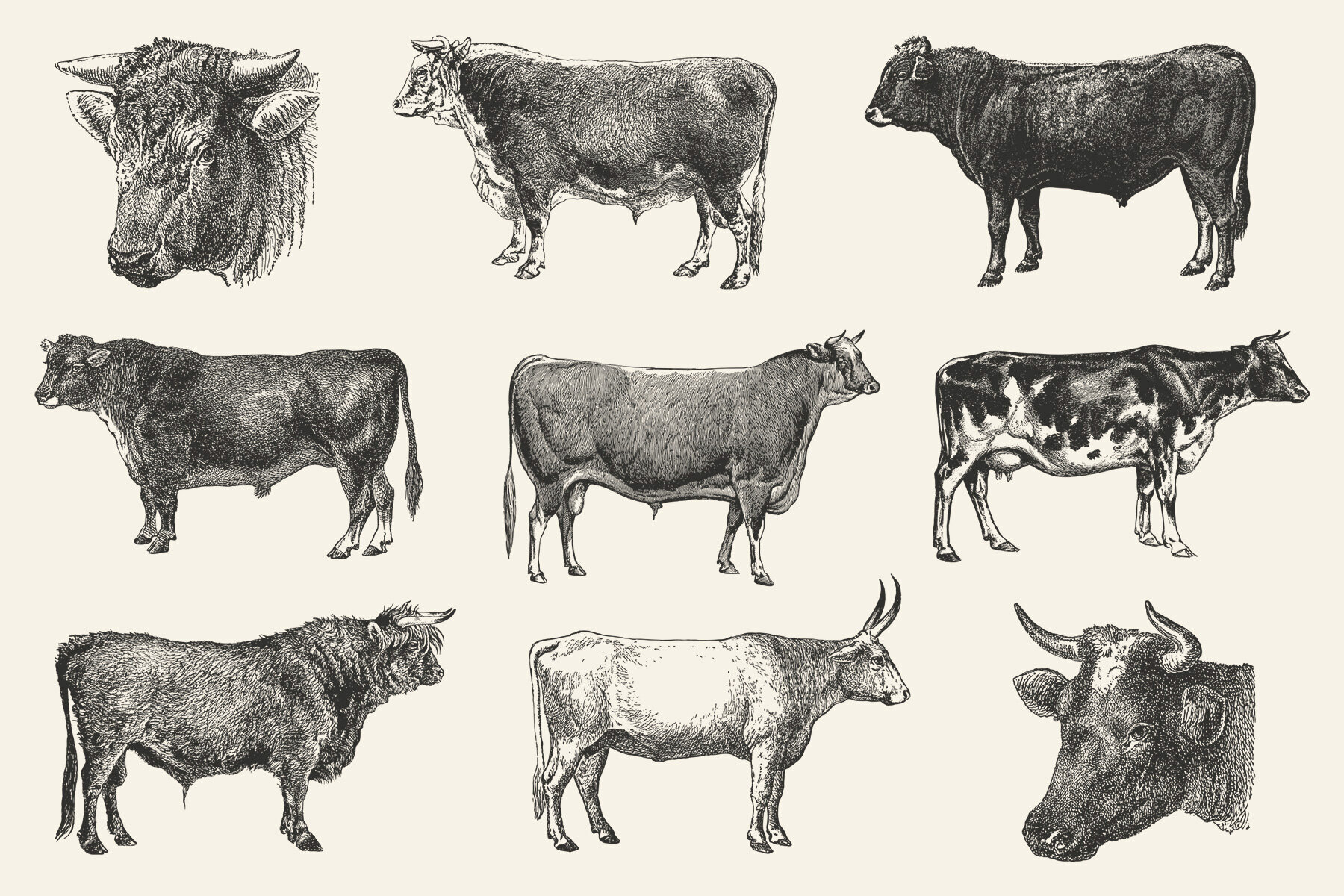 Cattle Vintage Illustration Set 2