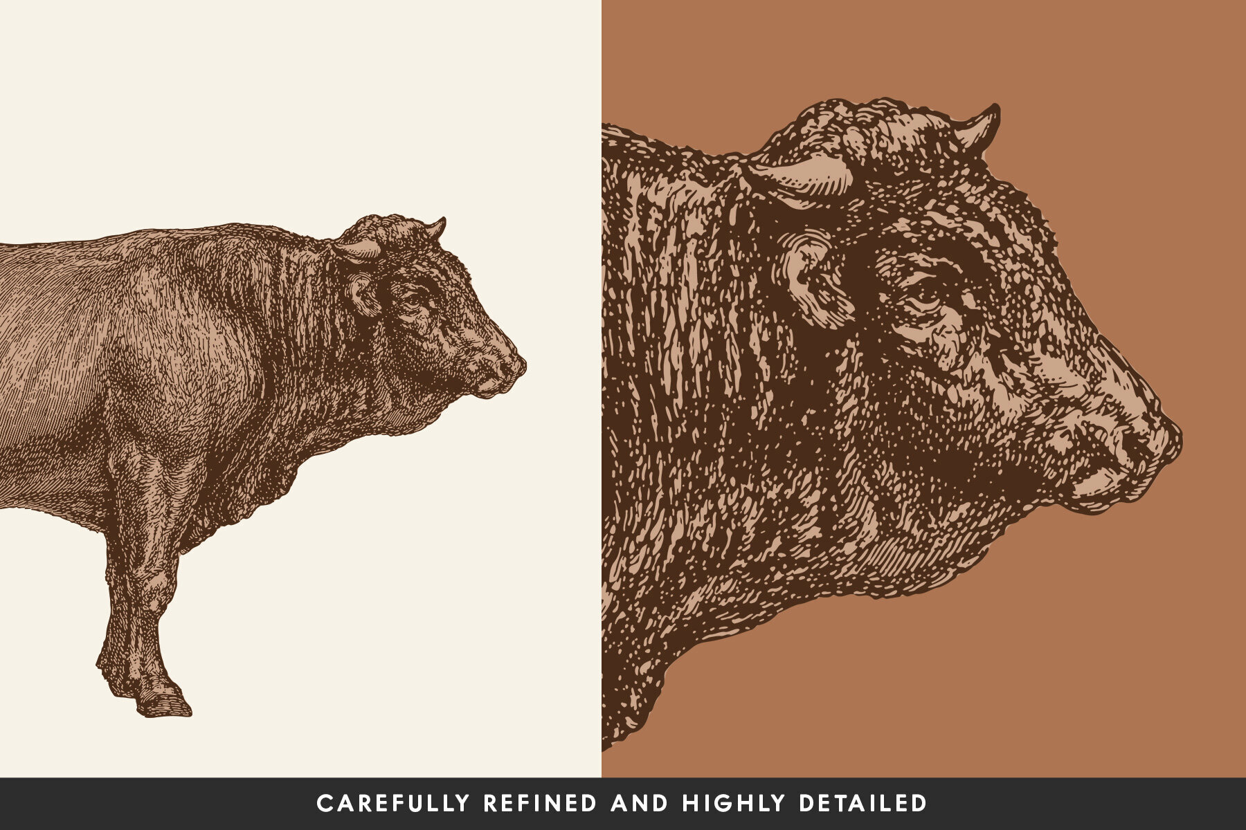 Cattle Vintage Illustration Set 3