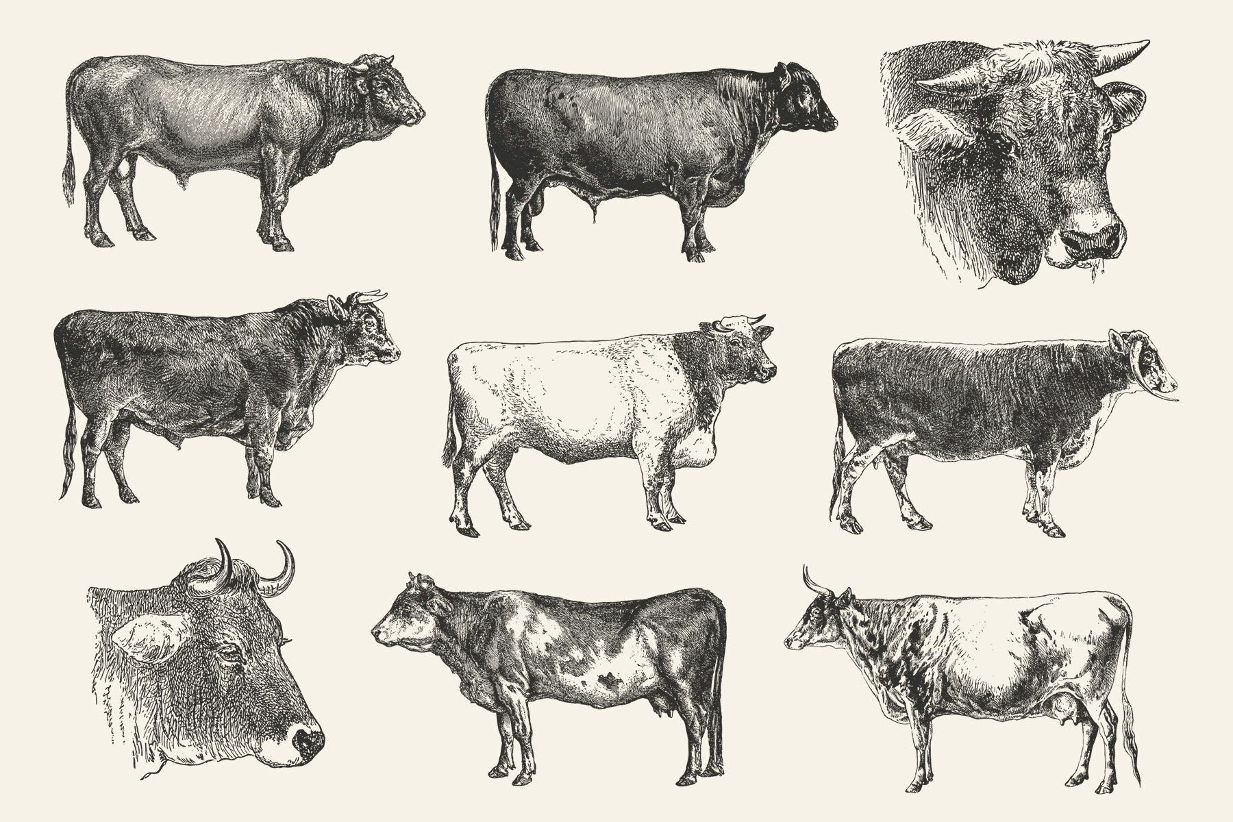 Cattle Vintage Illustration Set 5