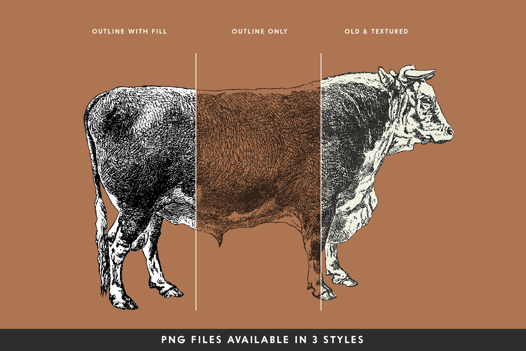 Cattle Vintage Illustration Set 6