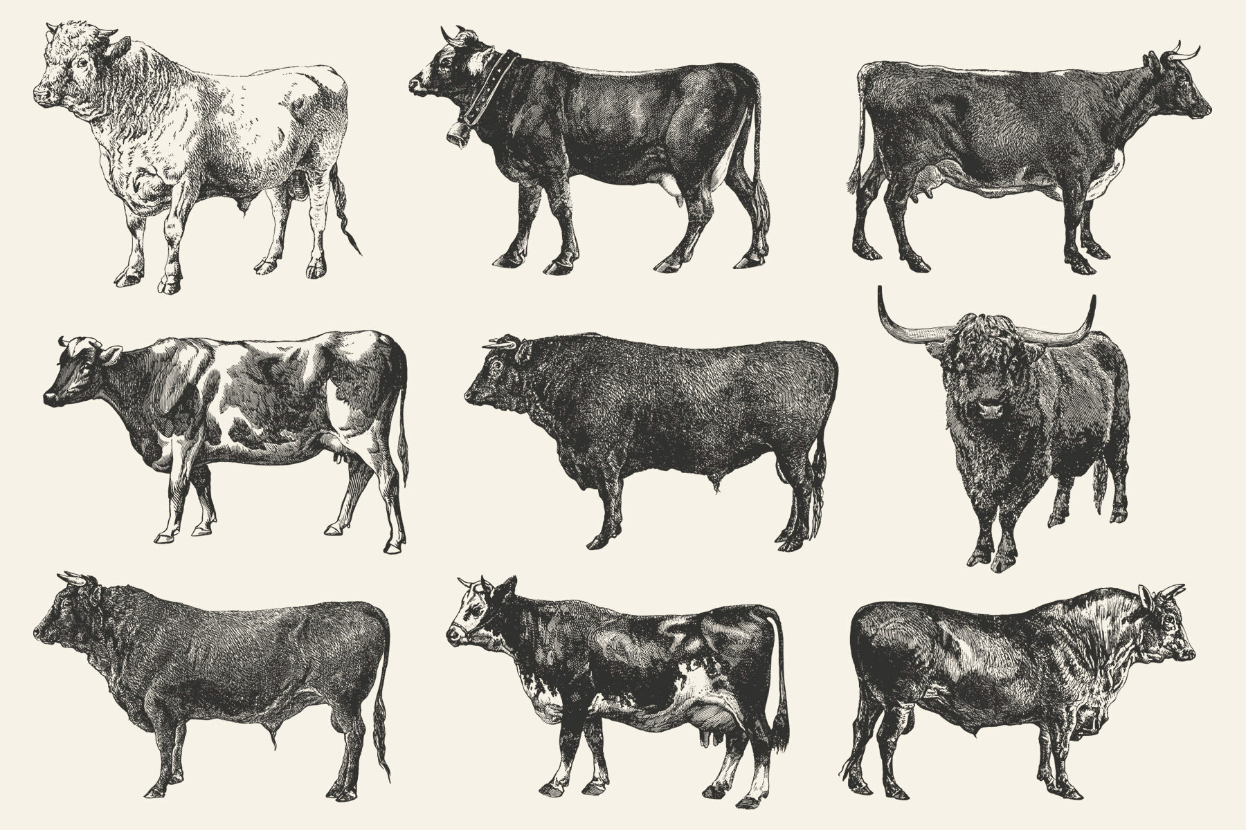 Cattle Vintage Illustration Set 8