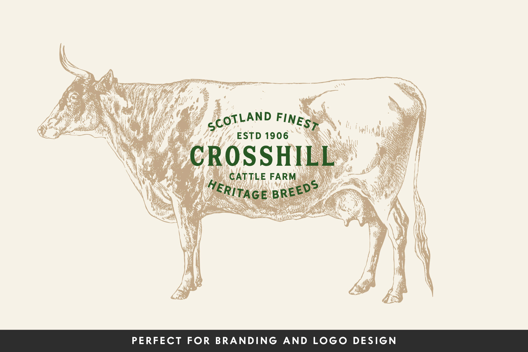 Cattle Vintage Illustration Set 9