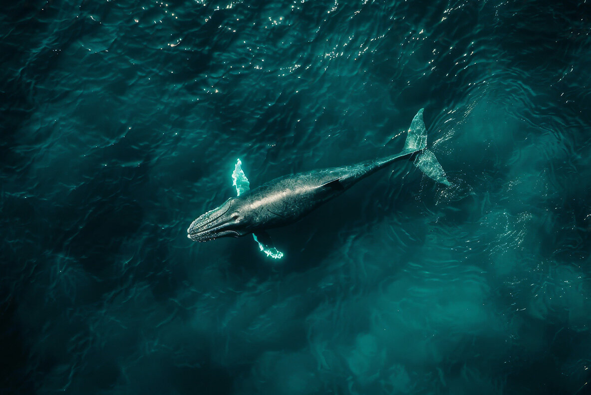 Whales and sharks 13