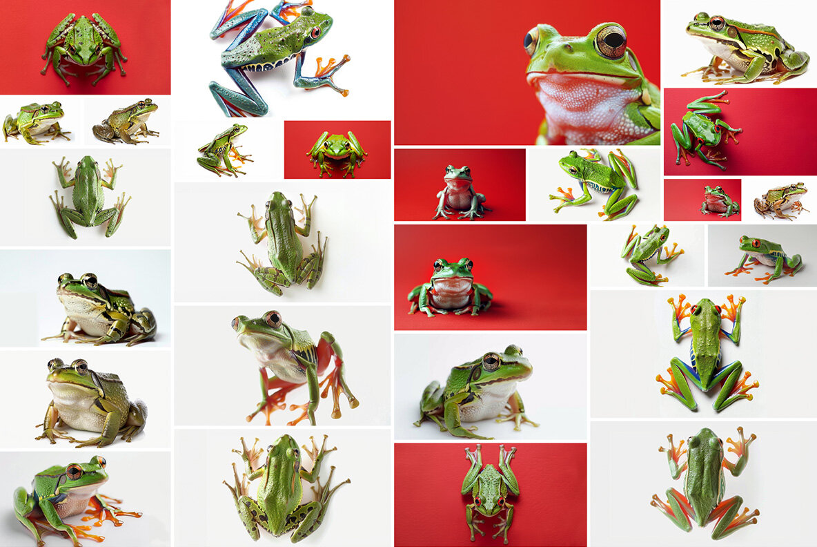 Frogs 6