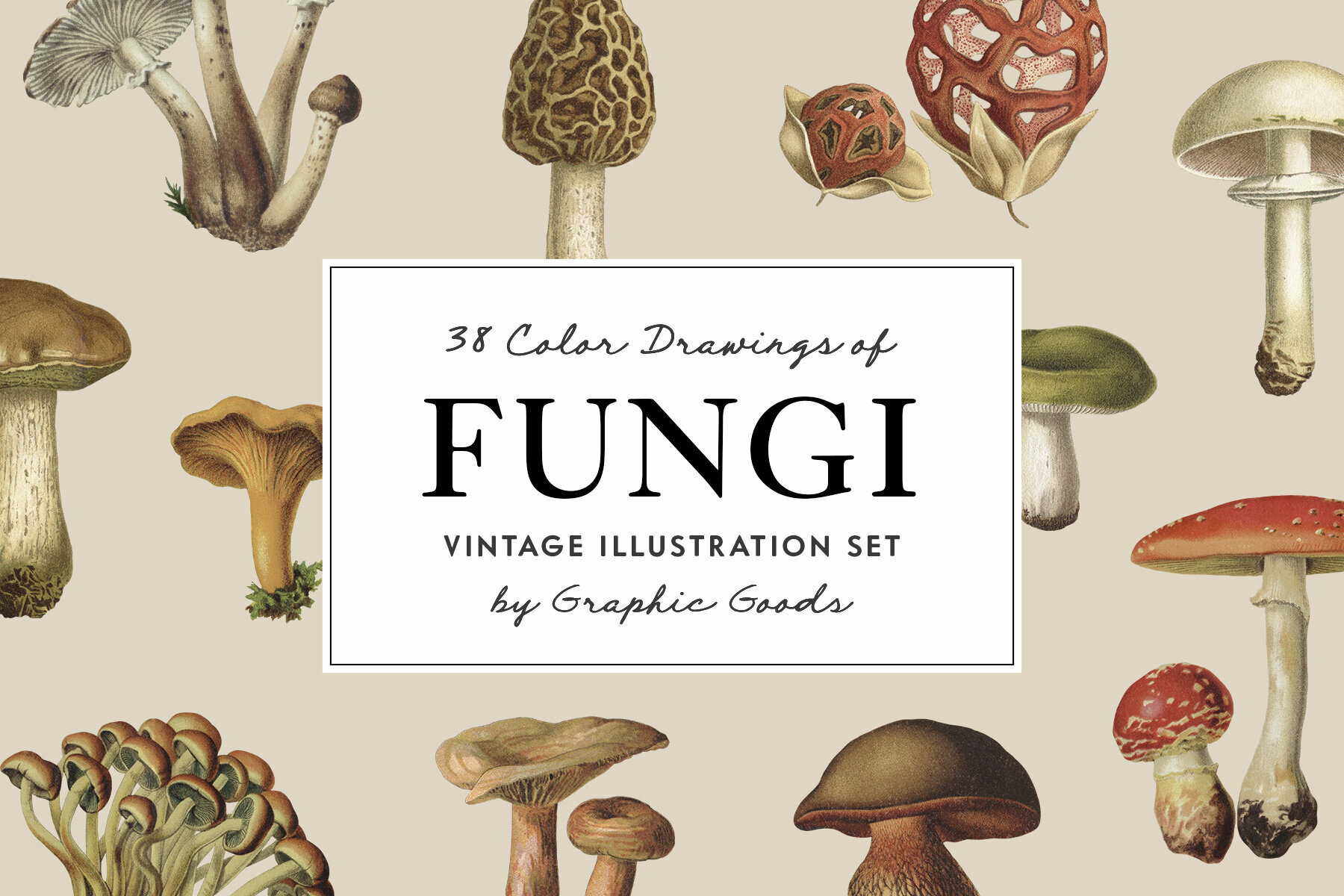 Fungi Vintage Mushroom Illustrations 1
