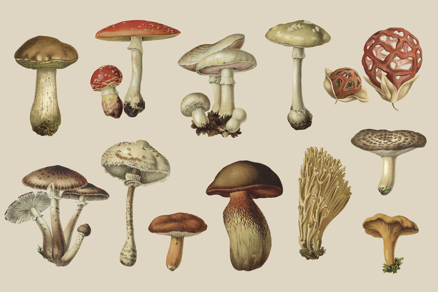 Fungi Vintage Mushroom Illustrations 3