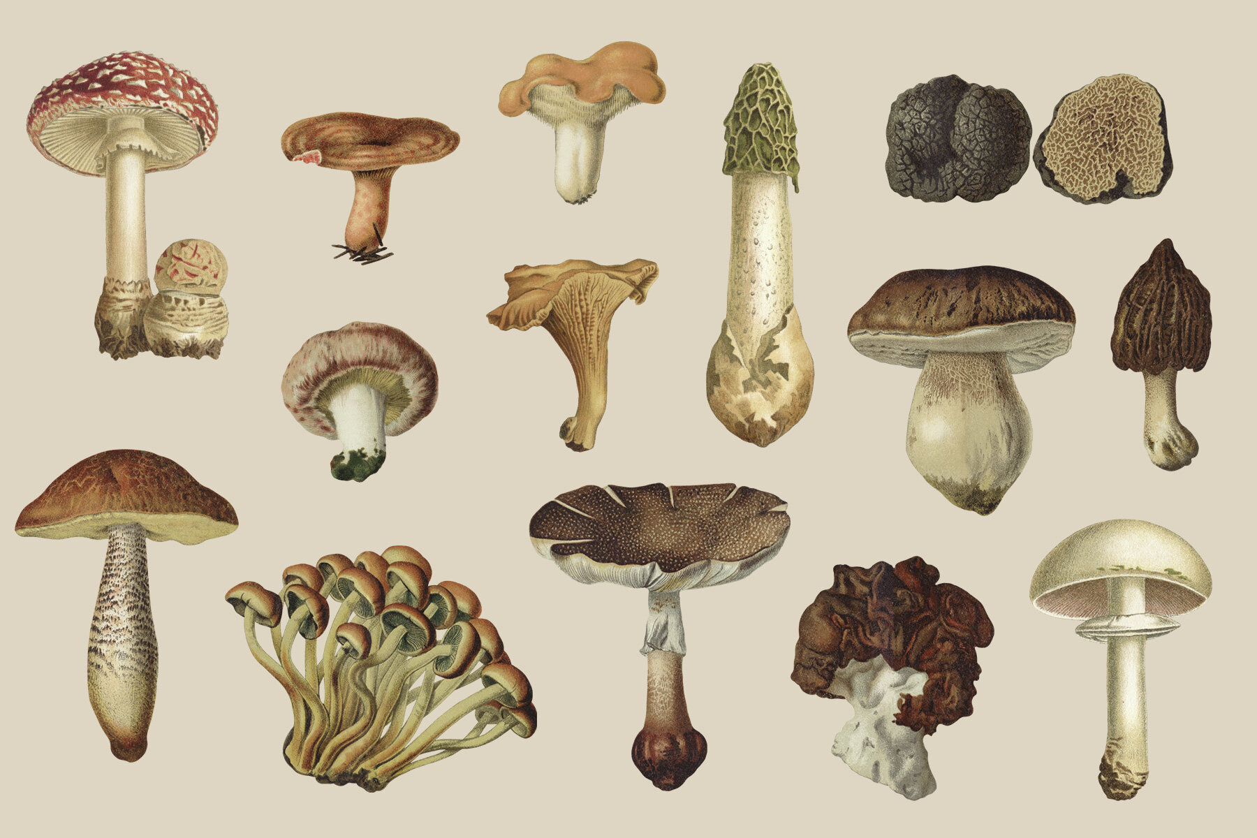 Fungi Vintage Mushroom Illustrations 5
