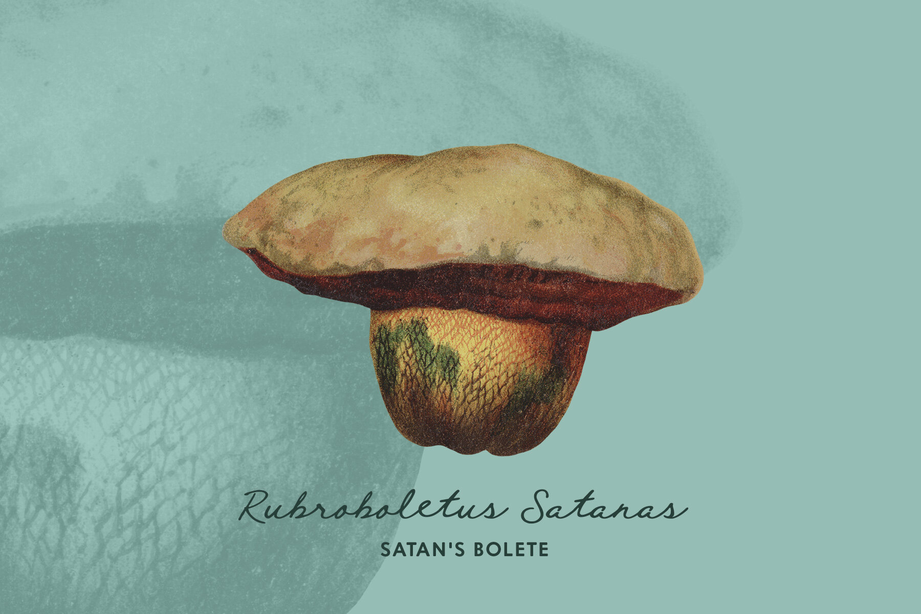 Fungi Vintage Mushroom Illustrations 7