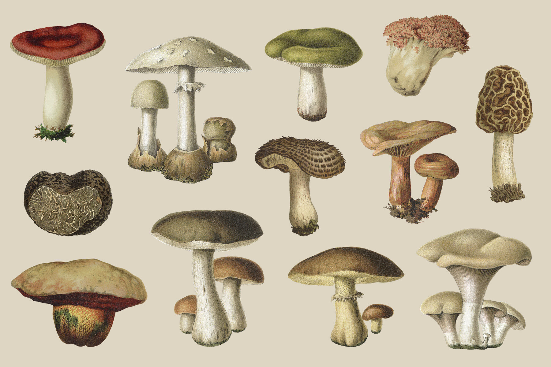 Fungi Vintage Mushroom Illustrations 8