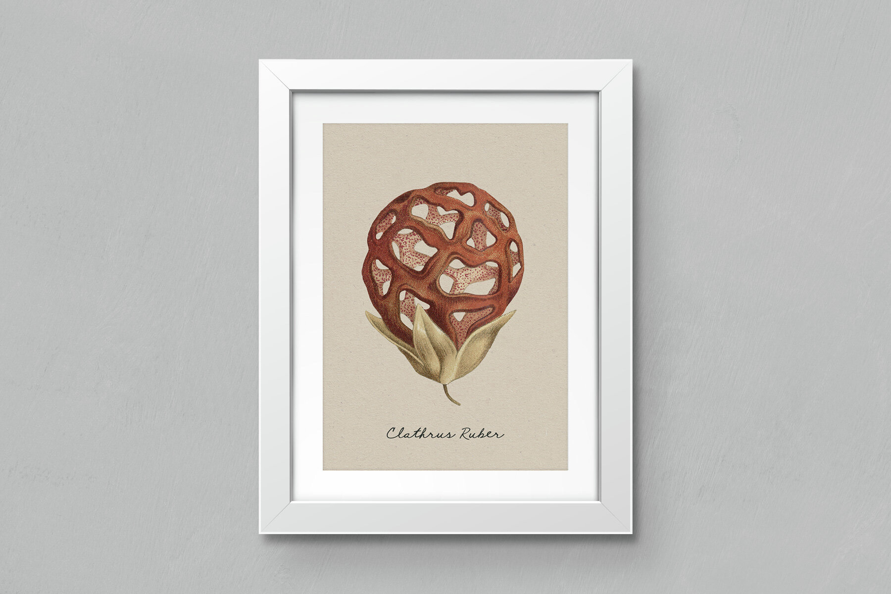 Fungi Vintage Mushroom Illustrations 9