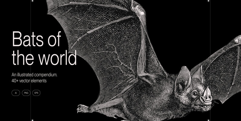 Bats of the World