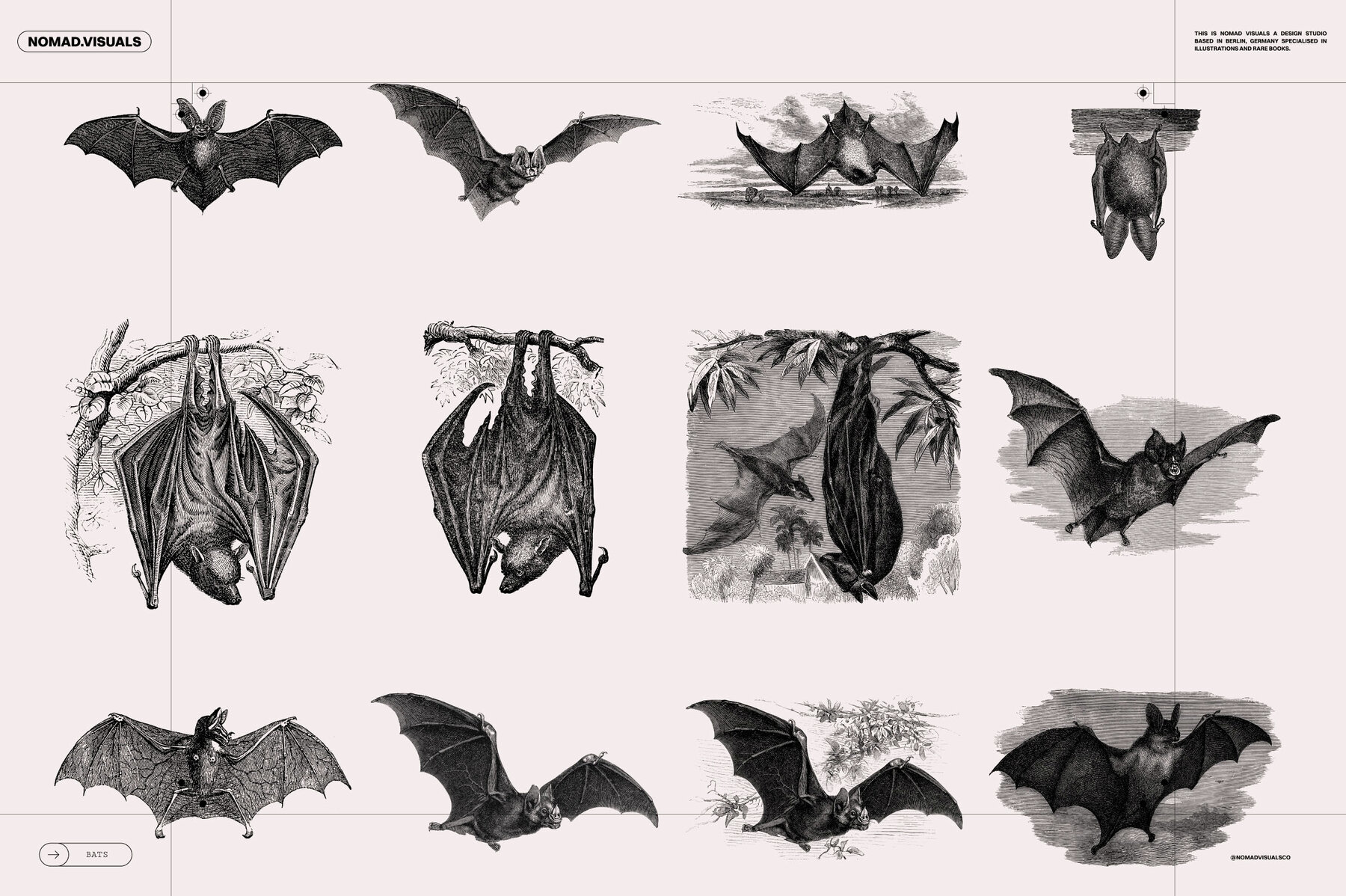 Bats of the World 4